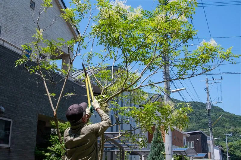 剪定の頻度や時期は?